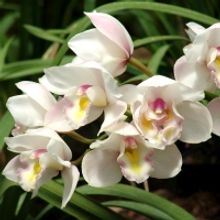 MOTHER'S DAY-Celebrate Mom and Start Gifting