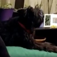 VIDEO: Watch Pablo, a Once-Stray Dog From Italy, Sing Opera