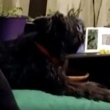 VIDEO: Watch Pablo, a Once-Stray Dog From Italy, Sing Opera