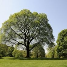 Creative Time Presents Kamala Sankaram's THE LAST STAND Public Sound Installation an