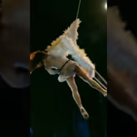 VIDEO: Moby Dick - A Theatrical Aerial Adventure Like Never Before Video