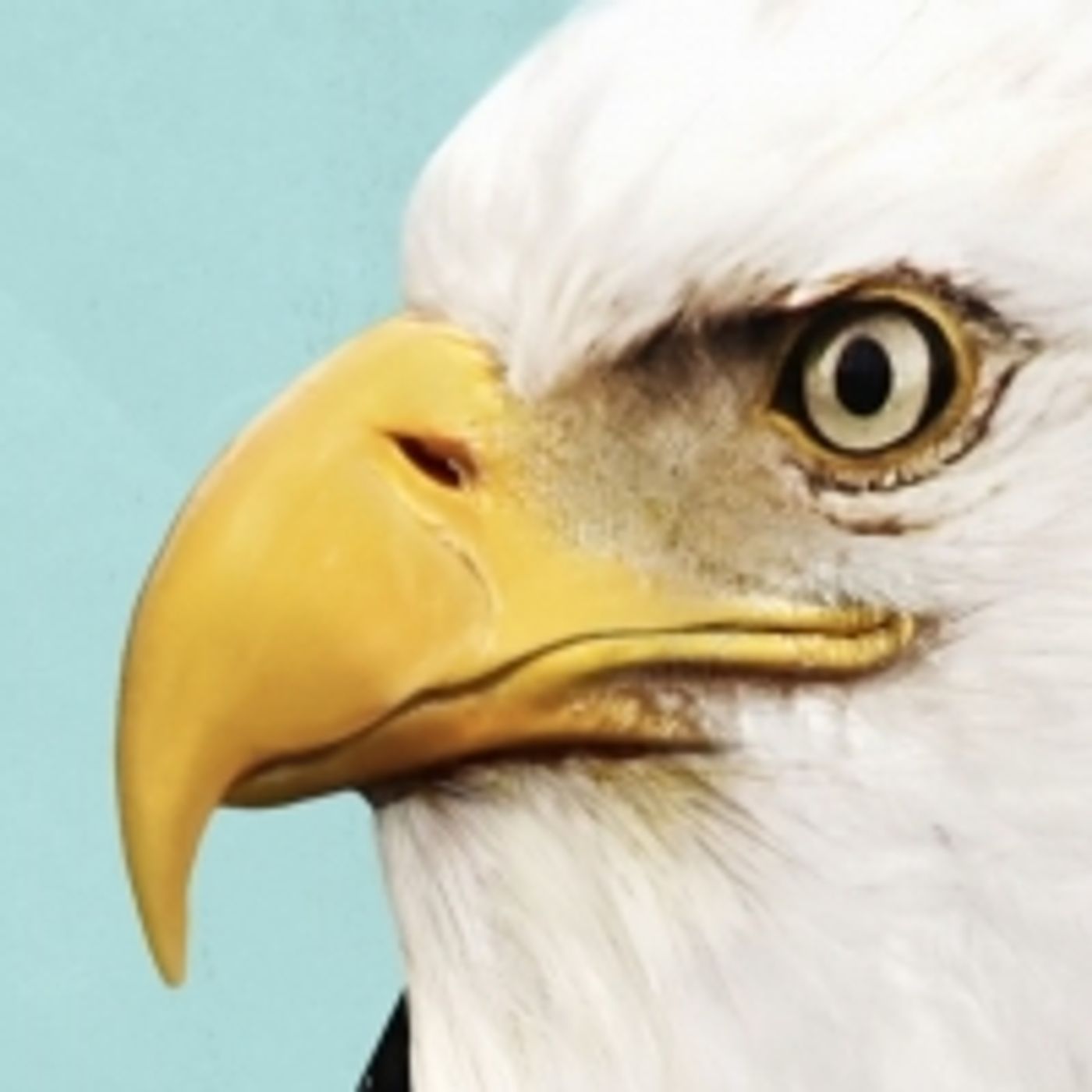 Wake Up With BWW 2/24: 10th Annual BROADWAY BELTS FOR PFF! and More!  Image