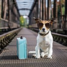 Victoria Yeates Leads THE DOG WALKER At Jermyn Street Theatre