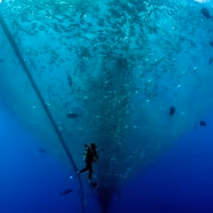 PBS Shines Spotlight On Vital Ocean-Focused Programming Complementing Ongoing…