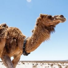 SHOW ME SHORTS 2019 Programme Announced