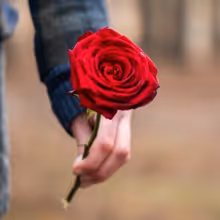 ROMEO AND JULIET to Open Madison Shakespeare Company's Third Season