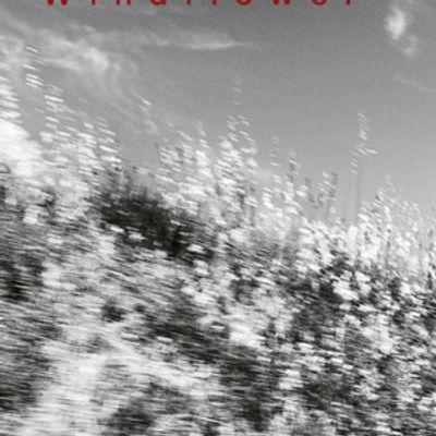 Ayumi Tanaka, Thomas Morgan & Thomas Strønen Release 'Windflower' on ECM
