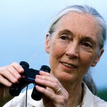 BroadwaySF to Welcome Conservationist Icon Jane Goodall for Exclusive Event