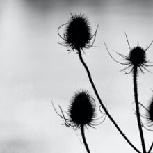 New Show ANNE BAYNE OF DUDDINGSTON LOCH Comes To Brighton Fringe Festival