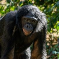 BONOBOS TO BROADWAY Explores Connection Between COME FROM AWAY and Columbus Zoo And…