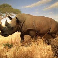 Las Vegas Natural History Museum to Celebrate 30th Anniversary on Saturday, July 10