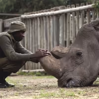 Hamptons International Film Festival's FOR SAMA & KIFARU Directors Talk…