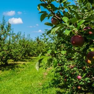 TWIN STAR ORCHARDS and CLOCK TOWER GRILL-A Hudson Valley Getaway