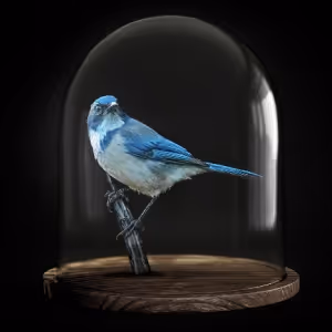 Sydney Philharmonia Will Perform LOST BIRDS in August
