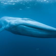 New Documentary Film BLUE WHALES: RETURN OF THE GIANTS To Premiere Autonation At The 