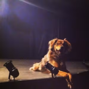 FUREVER HOME THE MUSICAL to Debut Off-Broadway at the Players Theatre This Fall