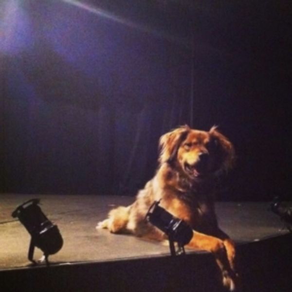 FUREVER HOME THE MUSICAL to Debut Off-Broadway at the Players Theatre This Fall Photo