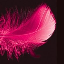 REVIEW: Guest Reviewer Kym Vaitiekus Shares His Thoughts On LA CAGE AUX FOLLES