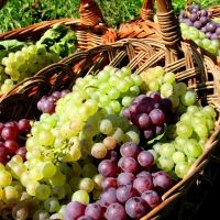 ROYAL WINE Presents New Top-Rated Kosher Wines from Premier Wine Regions for the Fall High Holidays
