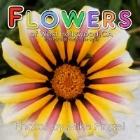 Mike Pingel Releases New Book FLOWERS OF WEST HOLLYWOOD: FROM MY 2020 QUARANTINE…