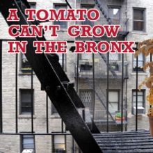 TOMATO CAN'T GROW IN THE BRONX Opens at Chain Theater Next Month