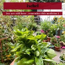 The Exponential Festival to Present Cristina Pitter's IXCHEL (WE ARE STILL HERE, REME