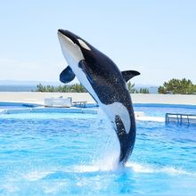 FEATURE: OPENED JUNE 1ST! DIVE INTO THE WONDERS OF KOBE SUMA SEA WORLD