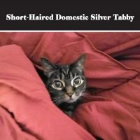 King Lahiri Productions Announces Filming Of SHORT-HAIRED DOMESTIC SILVER TABBY