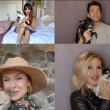 VIDEO: Billy Porter, Andy Karl, Orfeh, and More Debut 'It Had to Be You' to Raise Awareness About Canines With Cancer