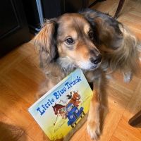 Bravo The Theatre Dog Does Digital With Virtual Story Times
