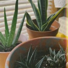 Student Blog: Helpful Tools