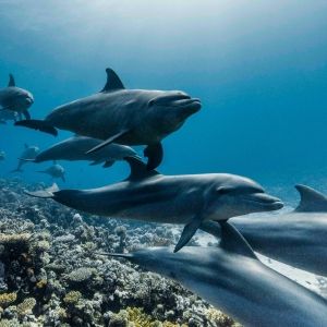 Video: Nat Geo Unveils Trailer for OCEAN WITH DAVID ATTENBOROUGH Special