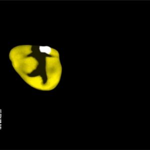 Review: CATS Returns to Sydney’s Theatre Royal After 40 Years