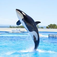 特集：6月1日オープン！神戸須磨シーワールドの魅力を徹底紹�