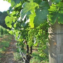 New Jersey Wineries Invite Visitors To Winter Tastings And Weekly Events Across The S
