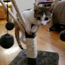 BWW Feature: Online Virtual Opera Tour November 14-21 at Home Computer Screens