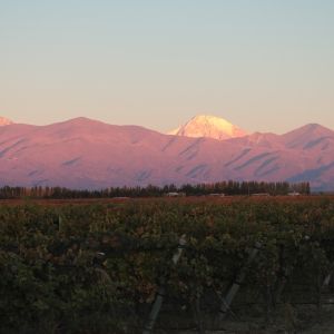 DOMAINE BOUSQUET for Superb Cabernet Wines