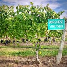 North Fork TV Festival Announces 2020 Dates for Drive-In Festival at Long Island's Fo