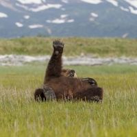 BBC AMERICA and BBCA.com Celebrate Fat Bear Week with Live Streams