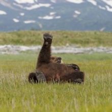 BBC AMERICA and BBCA.com Celebrate Fat Bear Week with Live Streams