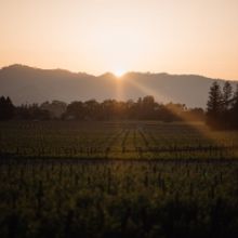 Dates Announced for Live In The Vineyard 2022 and Live In The Vineyard Goes Country 2