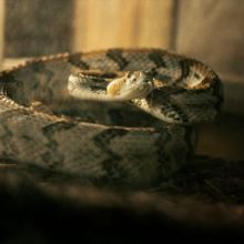 HBO's ALABAMA SNAKE Premieres Dec. 9