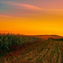 Summer Stock: OKLAHOMA!