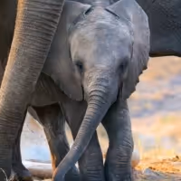 Meghan Markle to Narrate ELEPHANTS Documentary for Disney+
