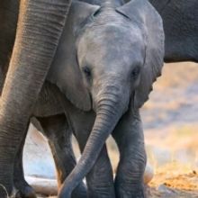 Meghan Markle to Narrate ELEPHANTS Documentary for Disney+