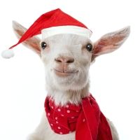 Open-Door Playhouse Debuts THE CHRISTMAS GOAT Next Month