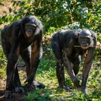 BWW Feature: 'Bonobos to Broadway' - A Special Connection Uniting COME FROM AWAY and the Columbus Zoo