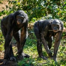 BWW Feature: 'Bonobos to Broadway' - A Special Connection Uniting COME FROM AWAY and 