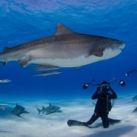 Harris Center For The Arts Presents NATIONAL GEOGRAPHIC LIVE! CORAL KINGDOMS AND…