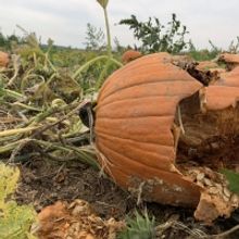 BWW Blog: Last-Minute Broadway Halloween Costumes